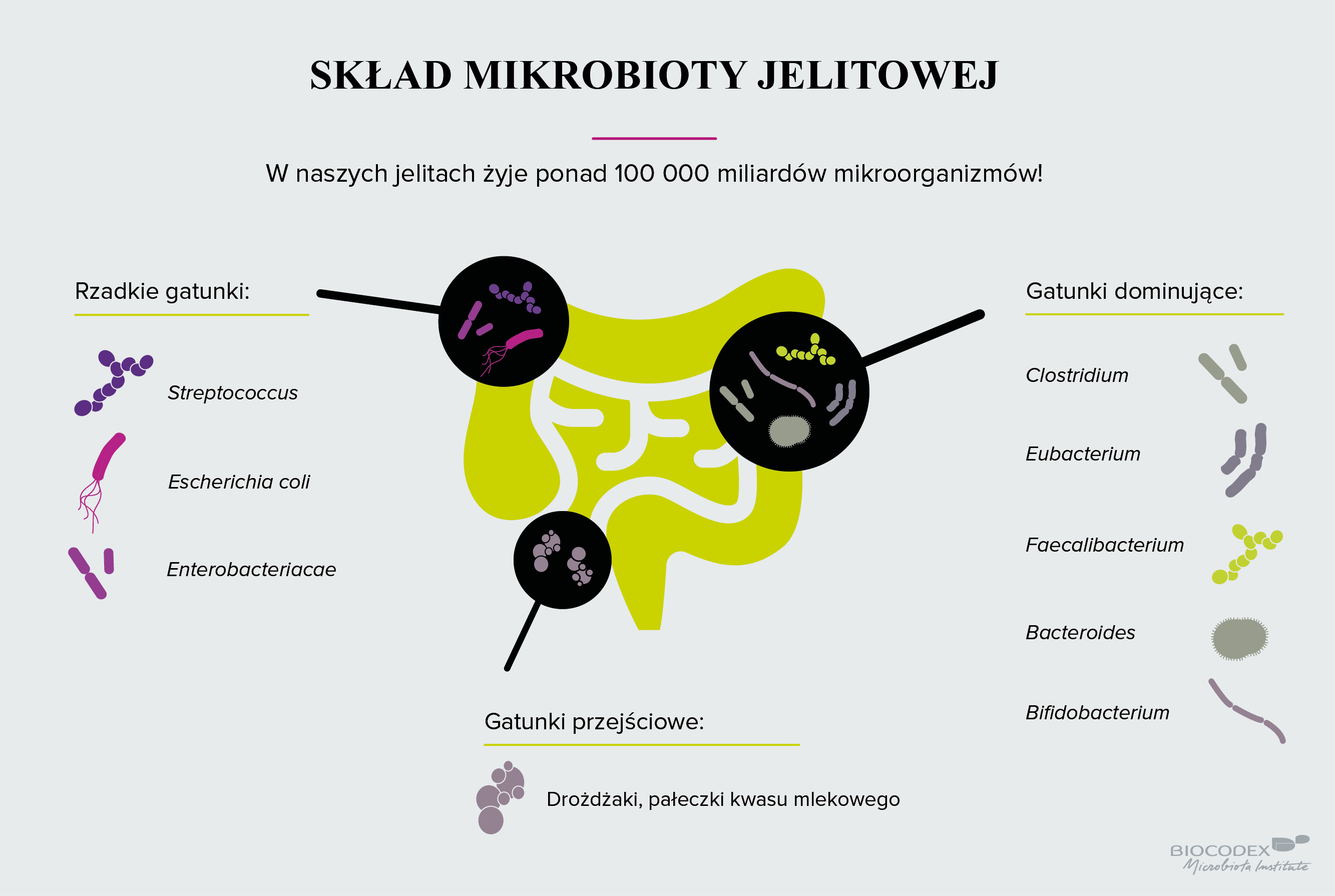 Mikrobiota Jelitowa Biocodex Microbiote Institut 1538