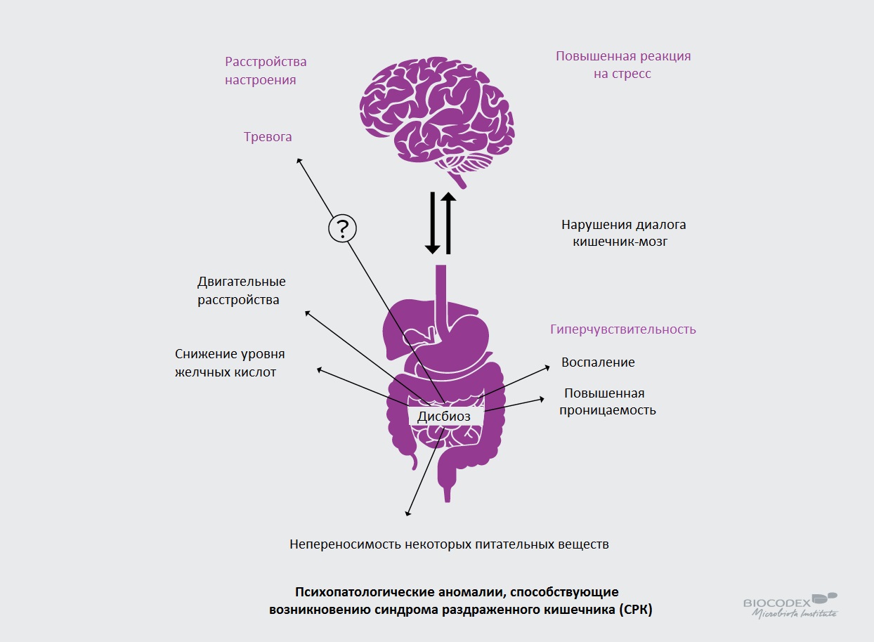 Влияние кишечника. Кишечник и мозг. Ось кишечник мозг. Мозг и кишечник взаимосвязь.