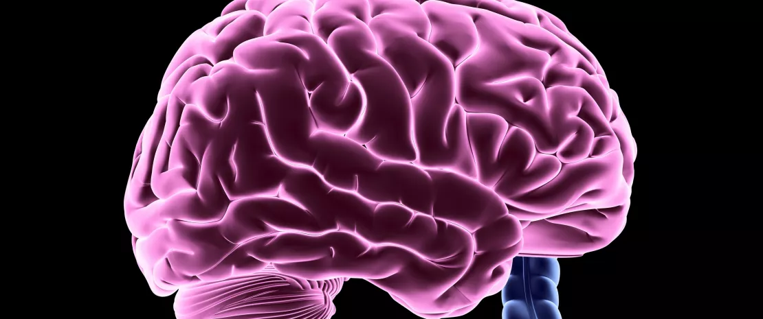 Enteric_nervous_system