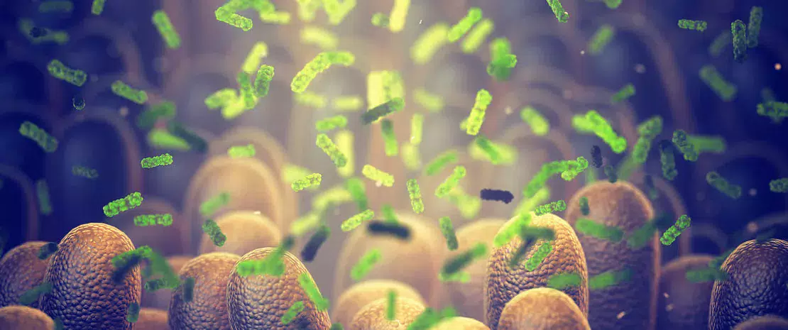 Intestinal bacteria, illustration.