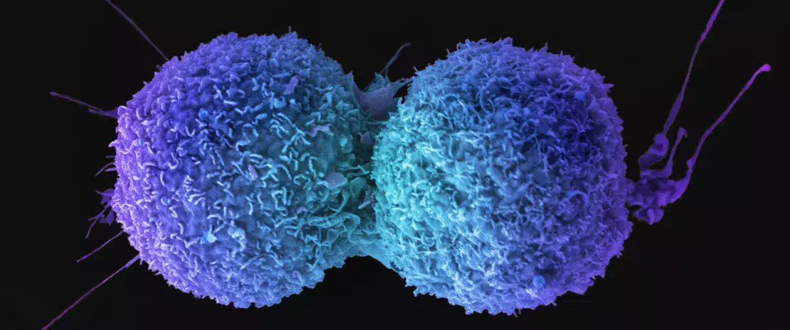 Immune checkpoint inhibitor (ICI) efficacy: the right dose of bacteria