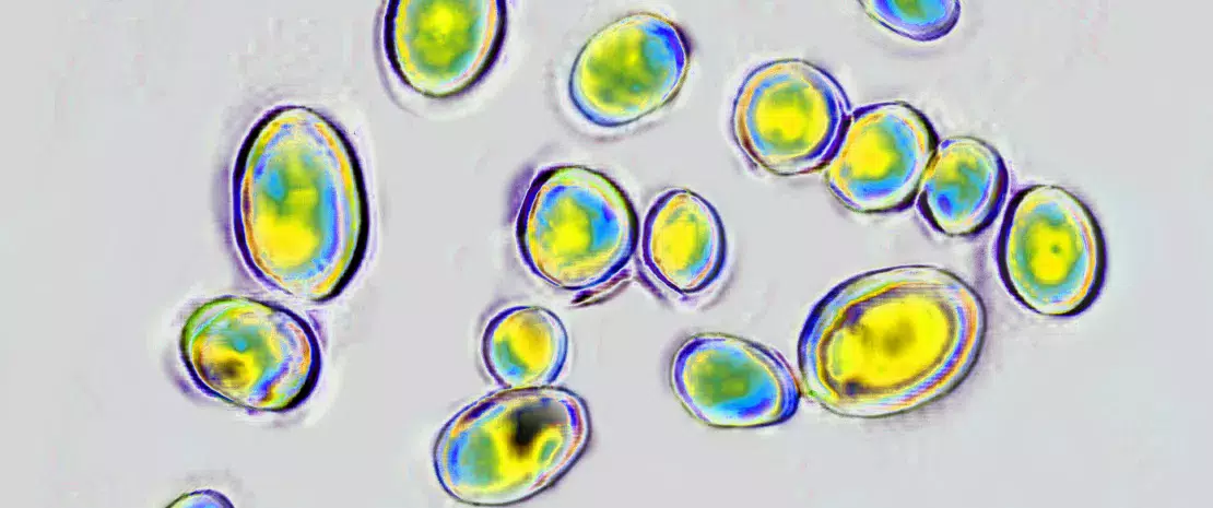 Antibiotiques : le mycobiote des nourrissons sous influence