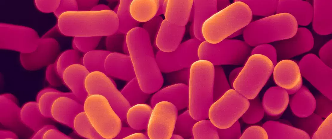 Photo: Atténuer la dénutrition avec des biotiques ?