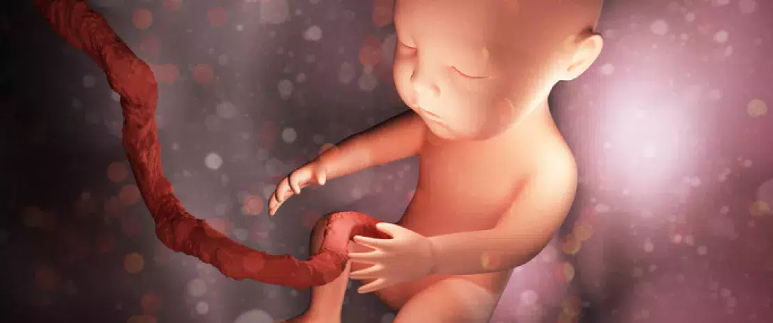 Actu GP : Le fœtus humain en plein bain bactérien ?