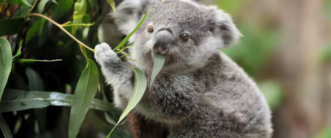 Actu GP : Une greffe fécale pour assurer la survie des koalas ?