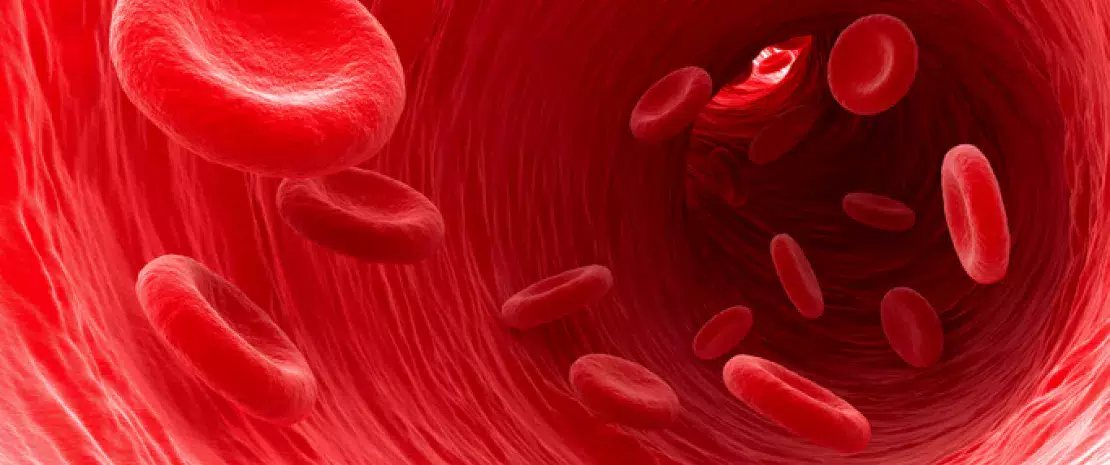 Photo : Can the intestinal microbiota be used to predict post-hsct survival?