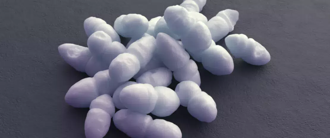 Photo : S. epidermidis for a healthy nasal microbiota