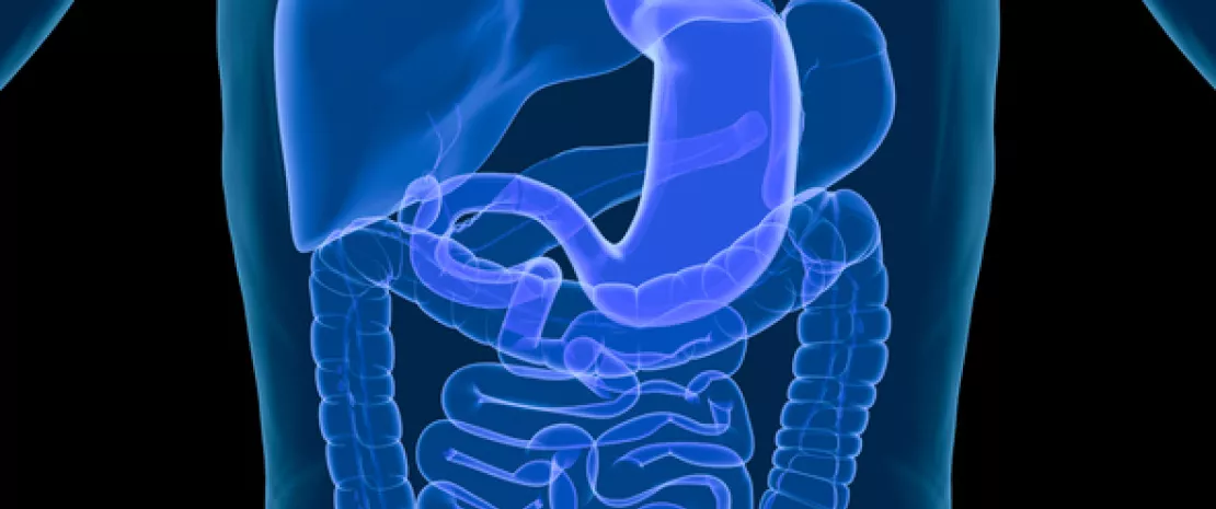 Photo : How does the gut microbiota remotely control the thymus?