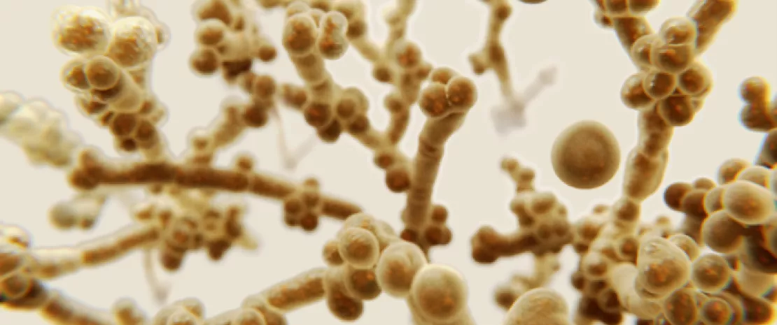 Photo : Vaginal microbiota and predisposition to candidiasis