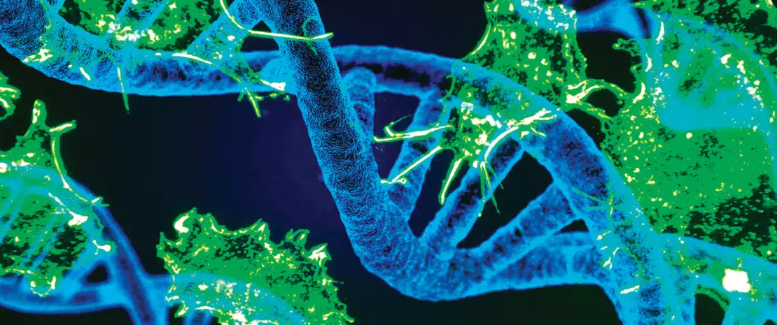 Photo : Intestinal microbiota modulates tumour response in cancer patients