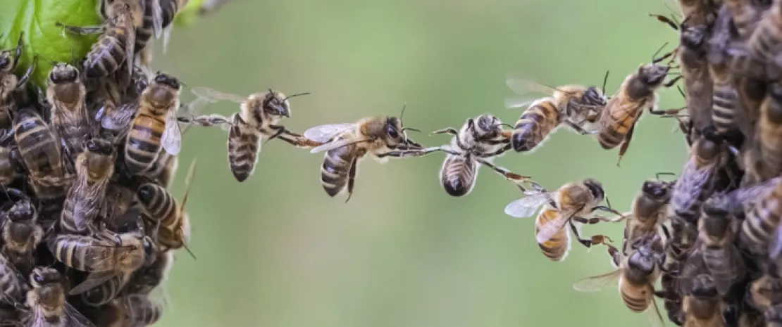 Actu GP : Abeilles : le microbiote intestinal, clé du parfum identitaire de la ruche