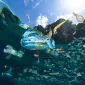 Actu GP : Océan de plastique : menace sur les bactéries marines