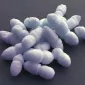 Actu PRO : S. epidermidis pour un microbiote nasal en pleine santé 