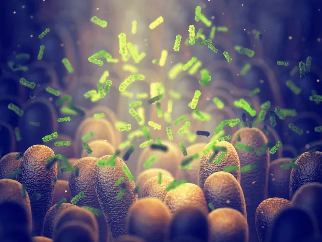 Intestinal bacteria, illustration.