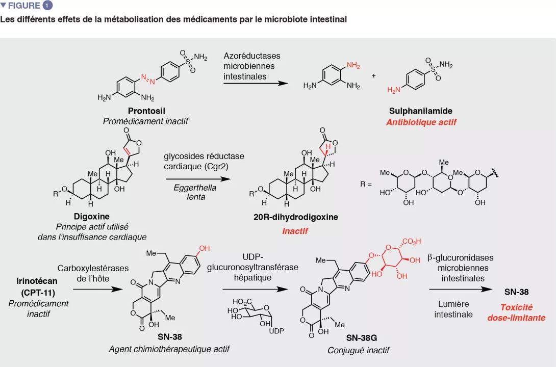 Schéma sur l’influence du microbiote intestinal dans l’activation, l’inactivation et la transformation de médicaments.