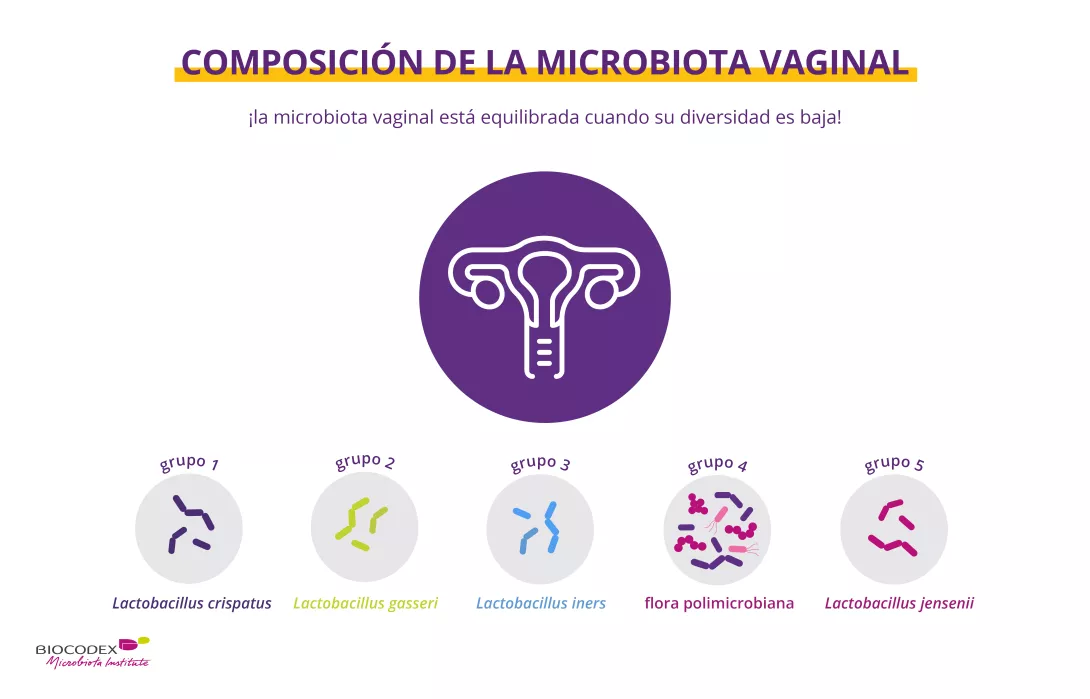 Composition of the vaginal microbiota_es