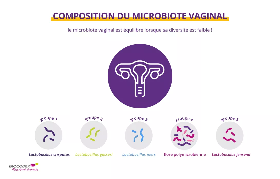 Composition of the vaginal microbiota_fr