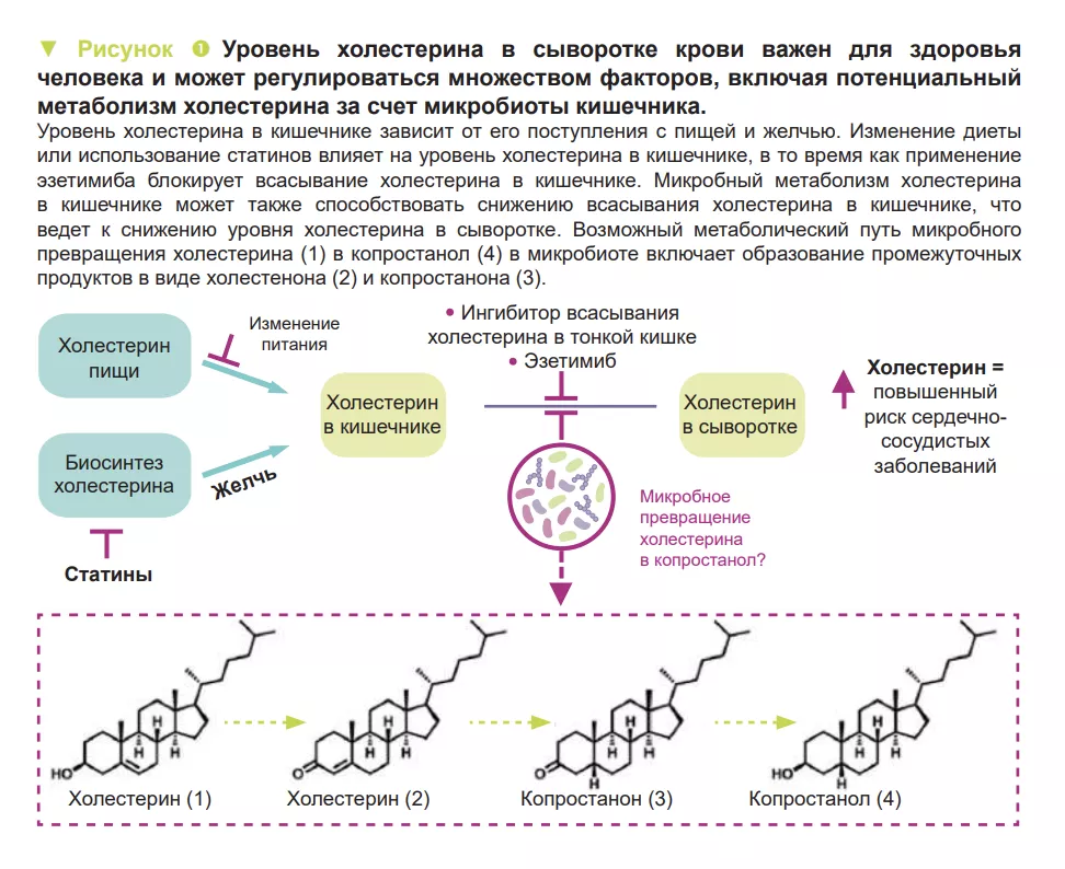 Химический состав спермы