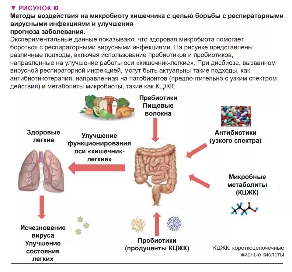 ОСЬ КИШЕЧНИК-ЛЕГКИЕ ПРИ РЕСПИРАТОРНЫХ ВИРУСНЫХ ИНФЕКЦИЯХ | Контент для  медицинских работников | Микробиота Институт