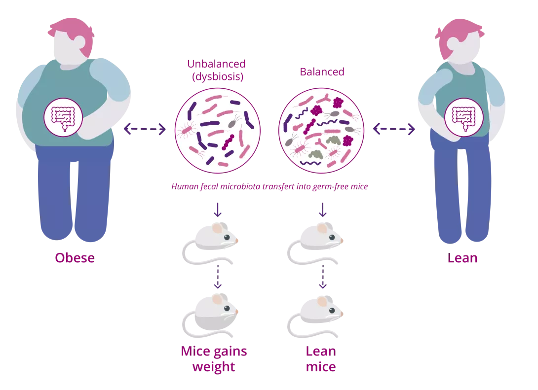 Relationship between the gut microbiota and energy metabolism