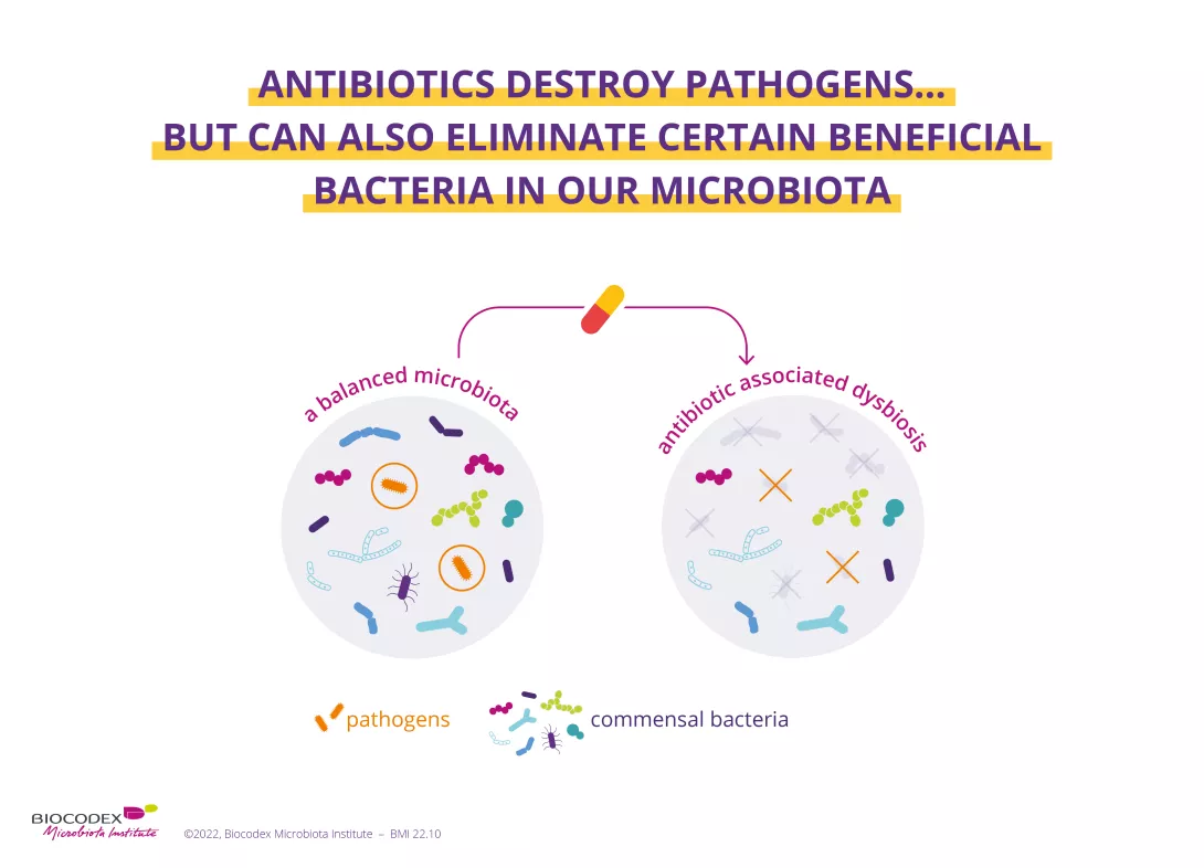 microbiote-antibiotique-focus1_EN