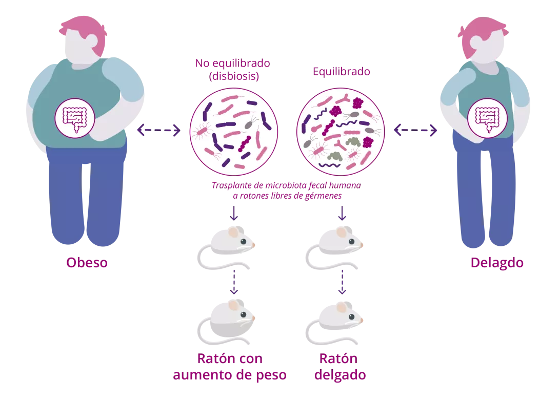 [Infographic] Relationship between the gut microbiota and energy metabolism (ES)