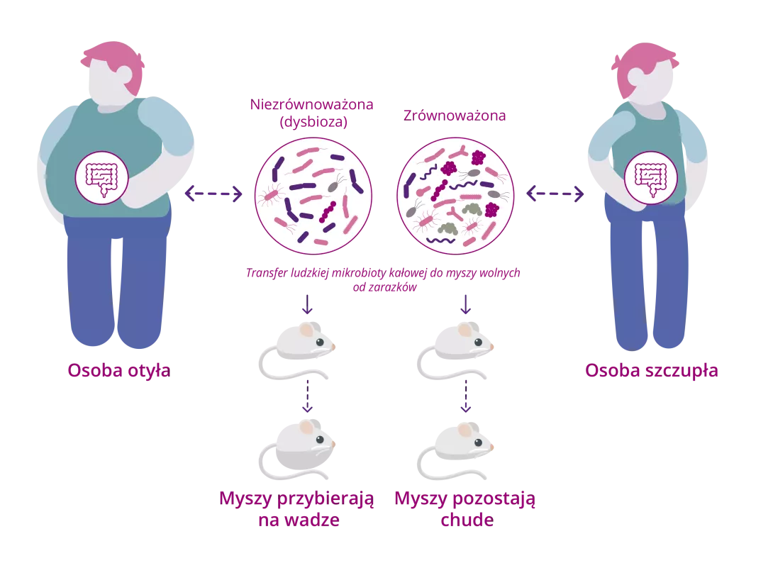 [Infographic] Relationship between the gut microbiota and energy metabolism (PL)