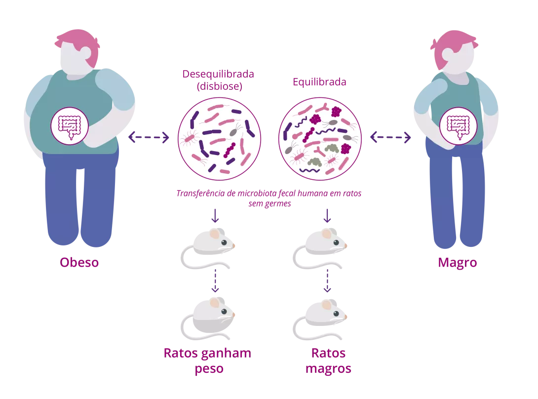 [Infographic] Relationship between the gut microbiota and energy metabolism (PT)