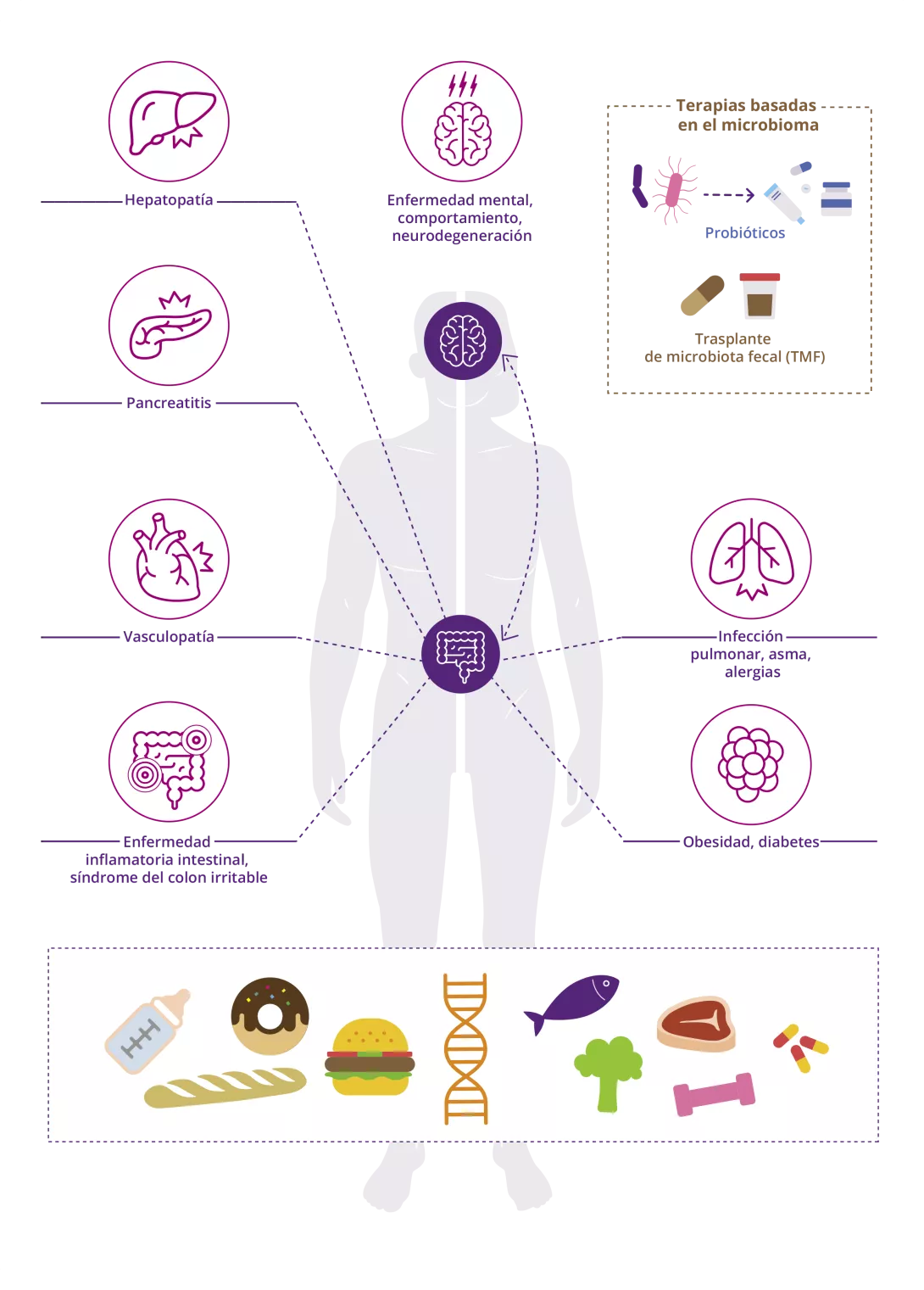[infographic] The role of the gut microbiota in human health (ES)