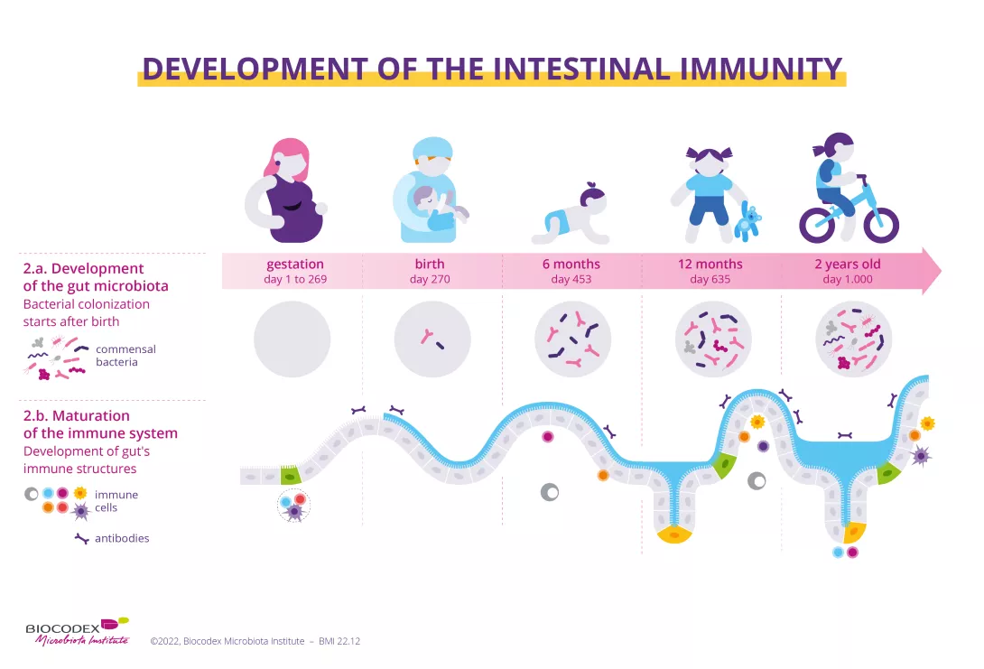 The following infographic shows you how and when the gut microbiota and the immune system are developed and become mature