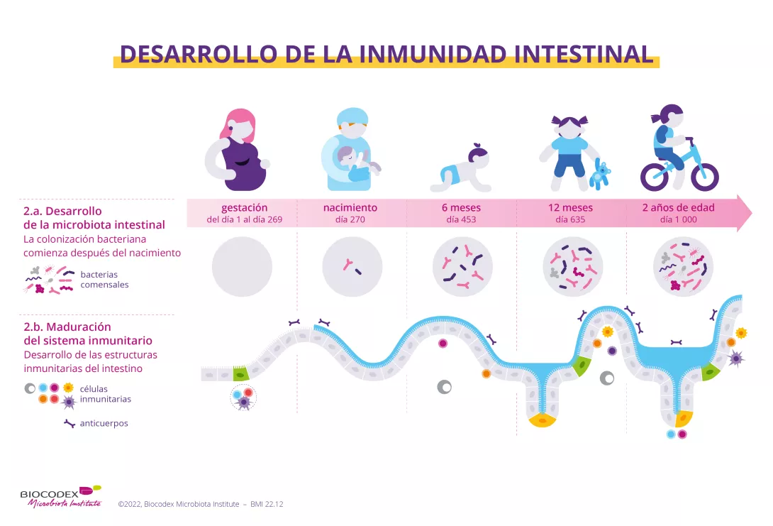 La siguiente infografía le muestra cómo y cuándo se desarrollan la microbiota intestinal y el sistema inmunitario y cómo maduran