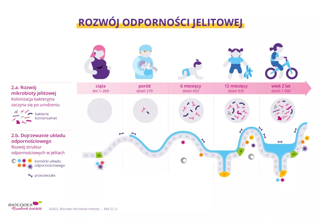 Poniższa infografika pokazuje, jak i kiedy mikroflora jelitowa i układ odpornościowy są rozwijane i dojrzewają