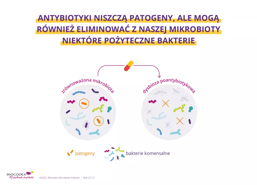 Antybiotyki są dobrze znane z niszczenia patogenów, ale niewiele wie, że mogą również wyeliminować niektóre korzystne bakterie, zwane komensalami z naszej mikroflory