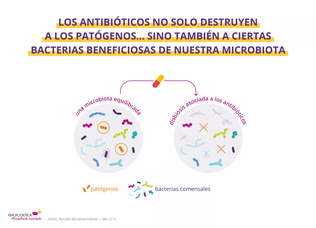 Los antibióticos son bien conocidos por destruir los patógenos, pero poco saben que también pueden eliminar ciertas bacterias beneficiosas, llamadas comensales de nuestra microbiota