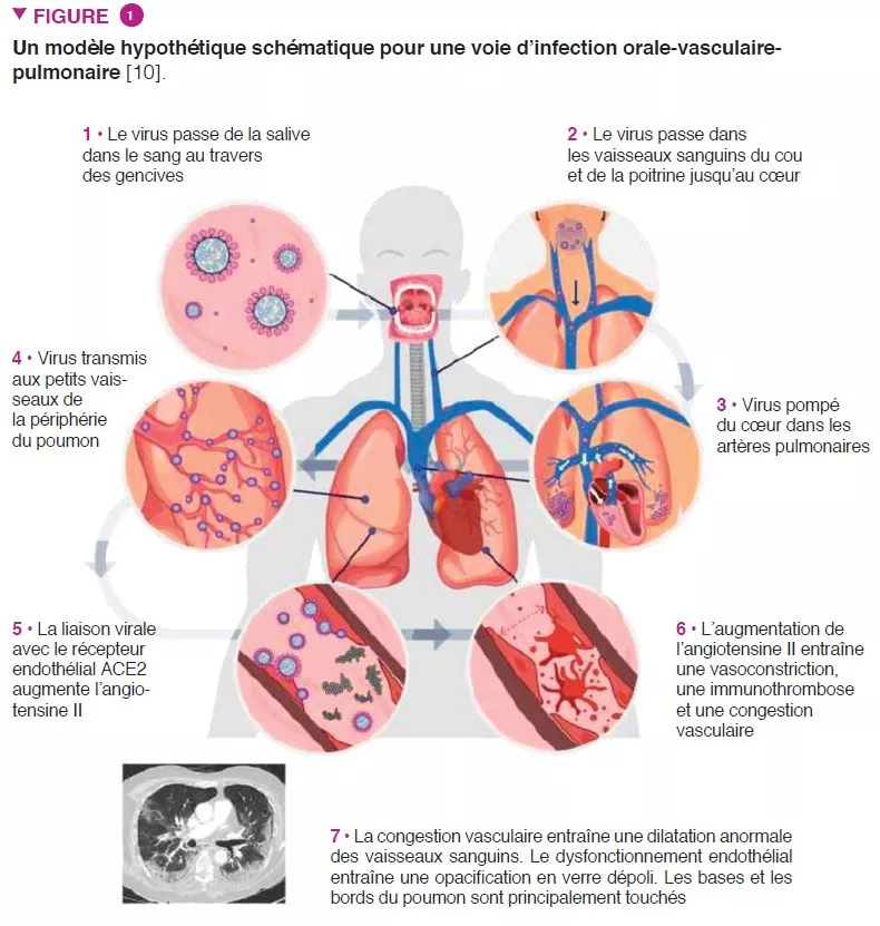 Microbiota 16 FR Microbiota & Covid-19 Fig1