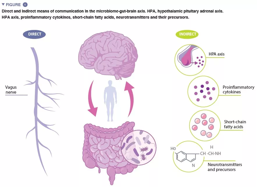 Microbiota 16 Synthèse_Fig 1 EN