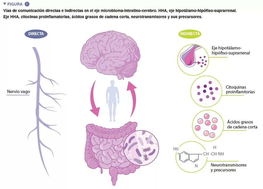 Microbiota 16 Synthèse_Fig 1 ES