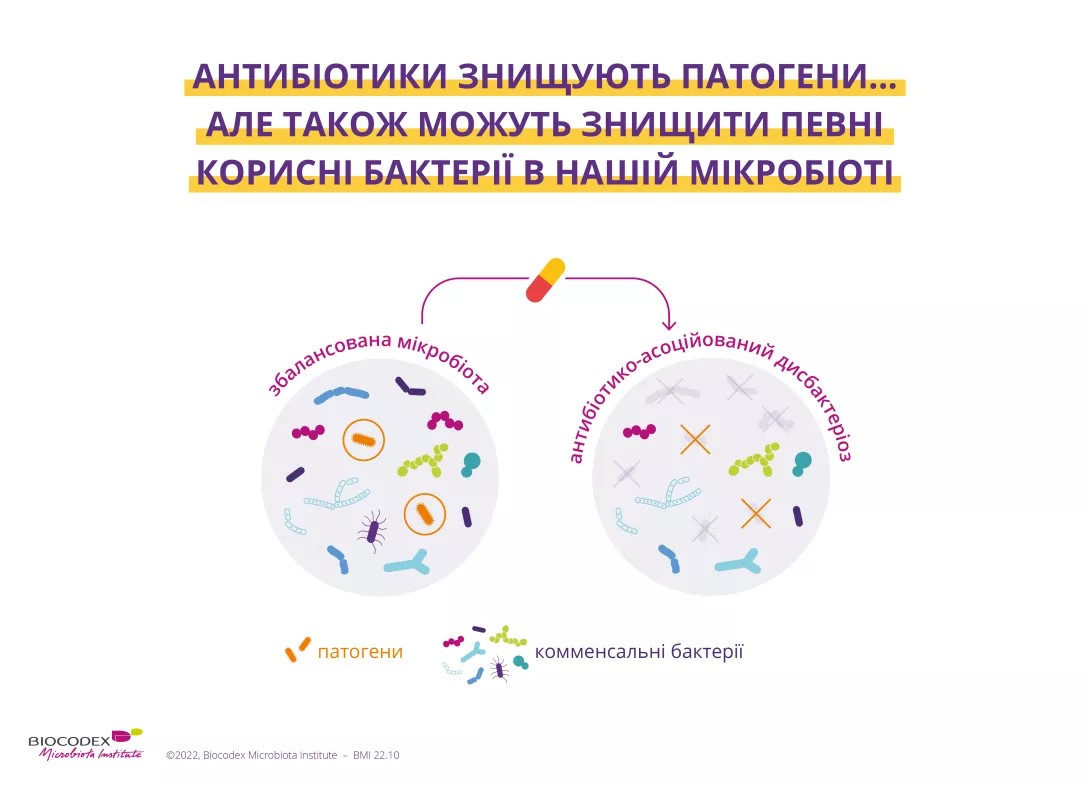 АНТИБІОТИКИ ЗНИЩУЮТЬ ПАТОГЕНИ... АЛЕ ТАКОЖ МОЖУТЬ ЗНИЩИТИ ПЕВНІ КОРИСНІ БАКТЕРІЇ В НАШІЙ МІКРОБІОТІ