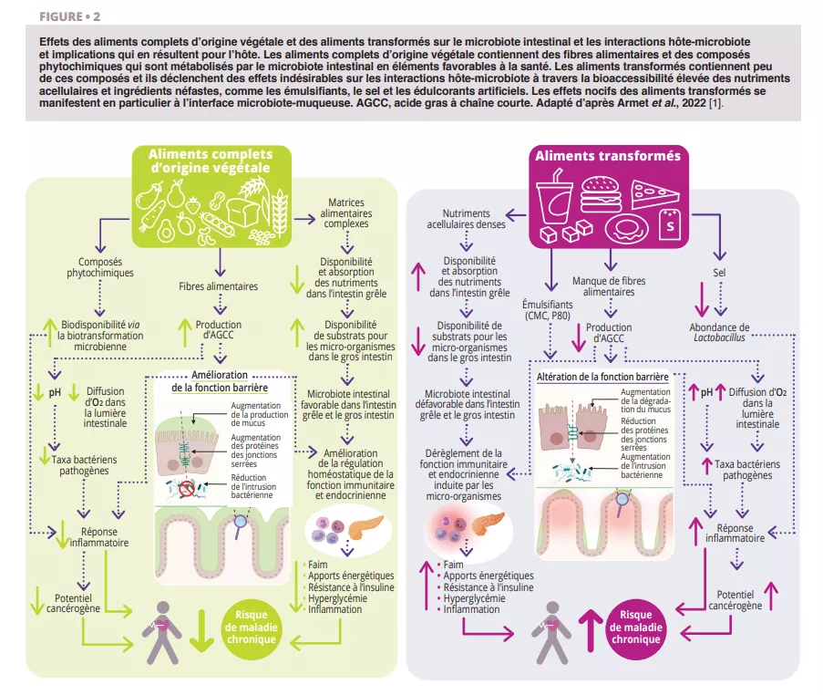 Infographie comparant aliments végétaux et transformés : les premiers renforcent le microbiote et la barrière intestinale, les seconds favorisent inflammation et maladies chroniques.
