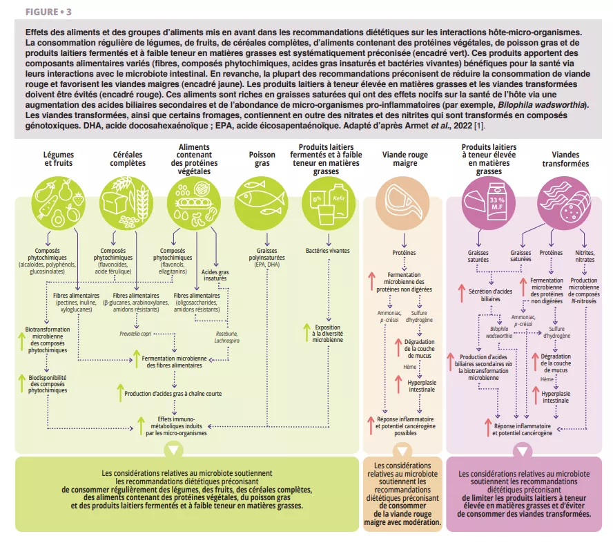 Schéma sur l'impact des aliments sur le microbiote : végétaux, poisson gras et produits fermentés soutiennent l’équilibre intestinal, viande rouge et aliments transformés le perturbent.