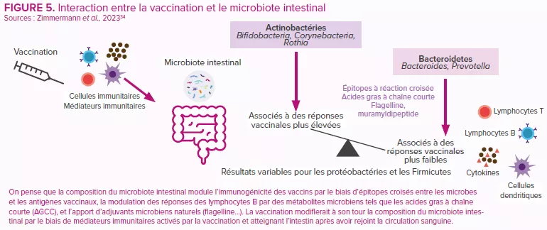 Interaction entre la vaccination et le microbiote intestinal