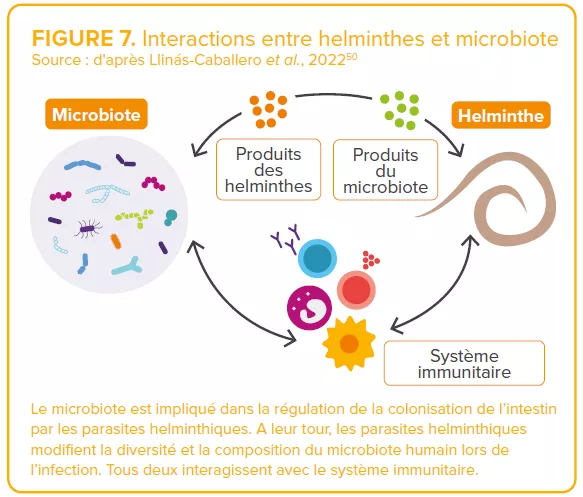 Interactions entre helminthes et microbiote