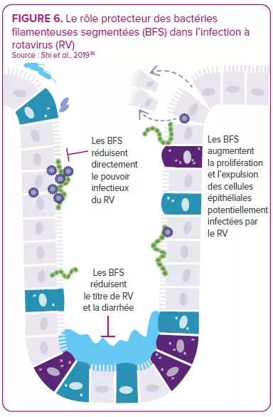 Le rôle protecteur des bactéries filamenteuses segmentées (BFS) dans l’infection à rotavirus (RV)