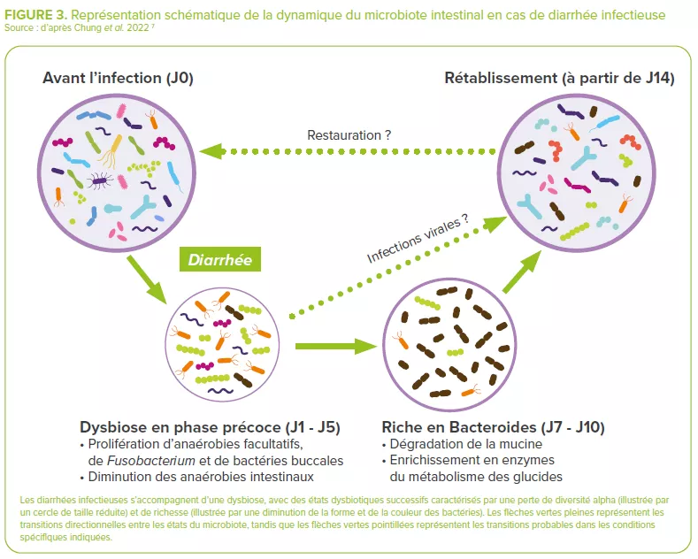 Représentation schématique du microbiote intestinal-diarrhée infectieuse