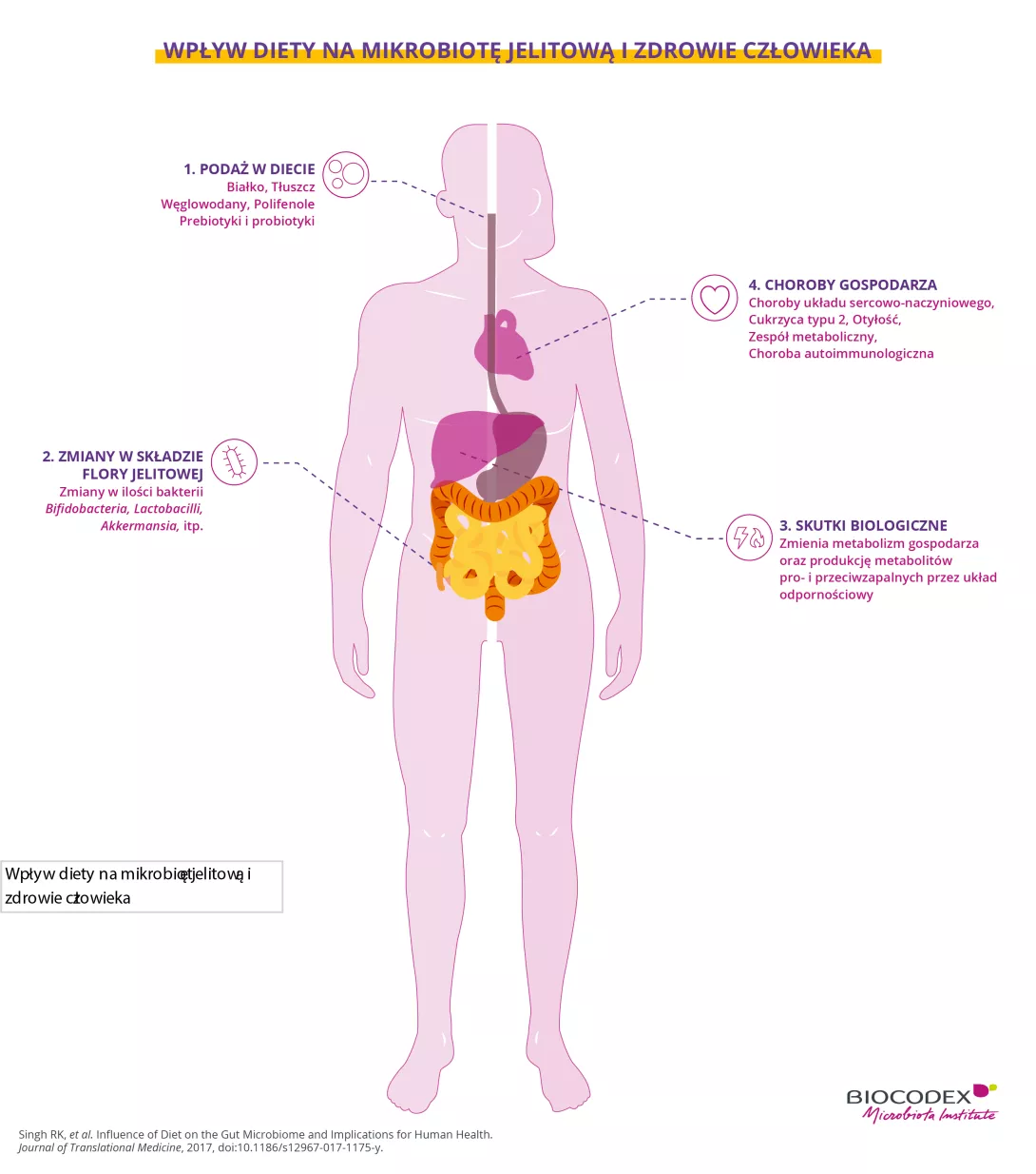 Ta infografika edukacyjna ilustruje związek między dietą, mikrobiotą jelitową a niektórymi chorobami przewlekłymi. W centrum ilustracji znajduje się jasnoróżowa sylwetka człowieka widziana z przodu. Wyróżniono główne narządy biorące udział w trawieniu i metabolizmie: przełyk, serce, wątrobę, żołądek, jelito cienkie oraz okrężnicę.  Wokół sylwetki rozmieszczono cztery ponumerowane etapy wyjaśniające, w jaki sposób dieta może wpływać na bakterie jelitowe, a w konsekwencji na zdrowie człowieka.  W lewej górnej
