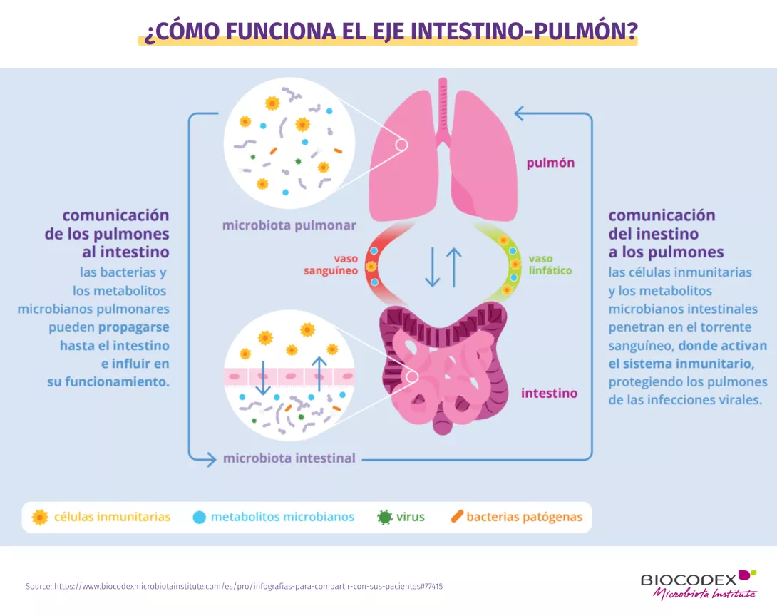 Esta infografía educativa explica cómo funciona el eje intestino-pulmón, ilustrando las interacciones bidireccionales entre la microbiota intestinal, la microbiota pulmonar y el sistema inmunitario. En el centro de la imagen se representan dos órganos estilizados: los pulmones, de color rosa, en la parte superior, y el intestino, de color morado, en la parte inferior. Ambos órganos están conectados por dos vías de circulación representadas como bucles de colores: un vaso sanguíneo, en rojo, y un vaso linfát