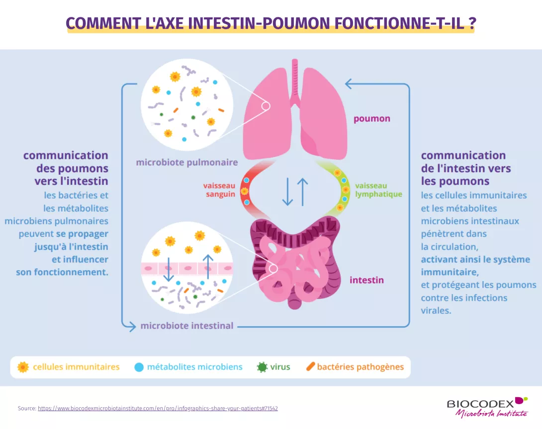 Cette infographie pédagogique explique le fonctionnement de l’axe intestin-poumon, c’est-à-dire les interactions bidirectionnelles entre le microbiote intestinal, le microbiote pulmonaire et le système immunitaire. Au centre de l’image, deux organes stylisés sont représentés : les poumons, en rose, dans la partie supérieure, et l’intestin, en violet, dans la partie inférieure. Les deux organes sont reliés par deux voies de circulation représentées sous forme de boucles colorées : un vaisseau sanguin, en rou