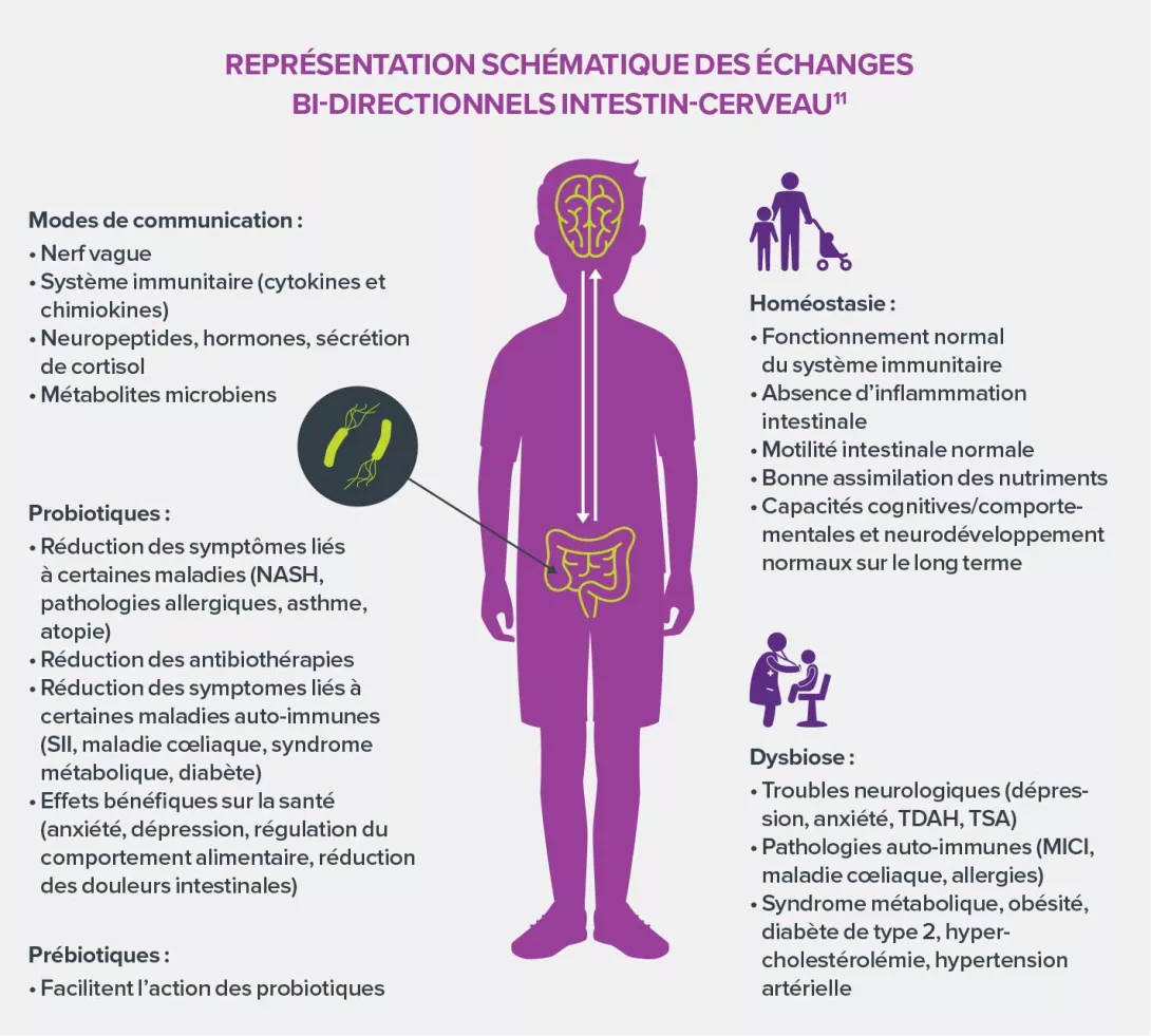 Axe-cerveau-intestin-infographie-1