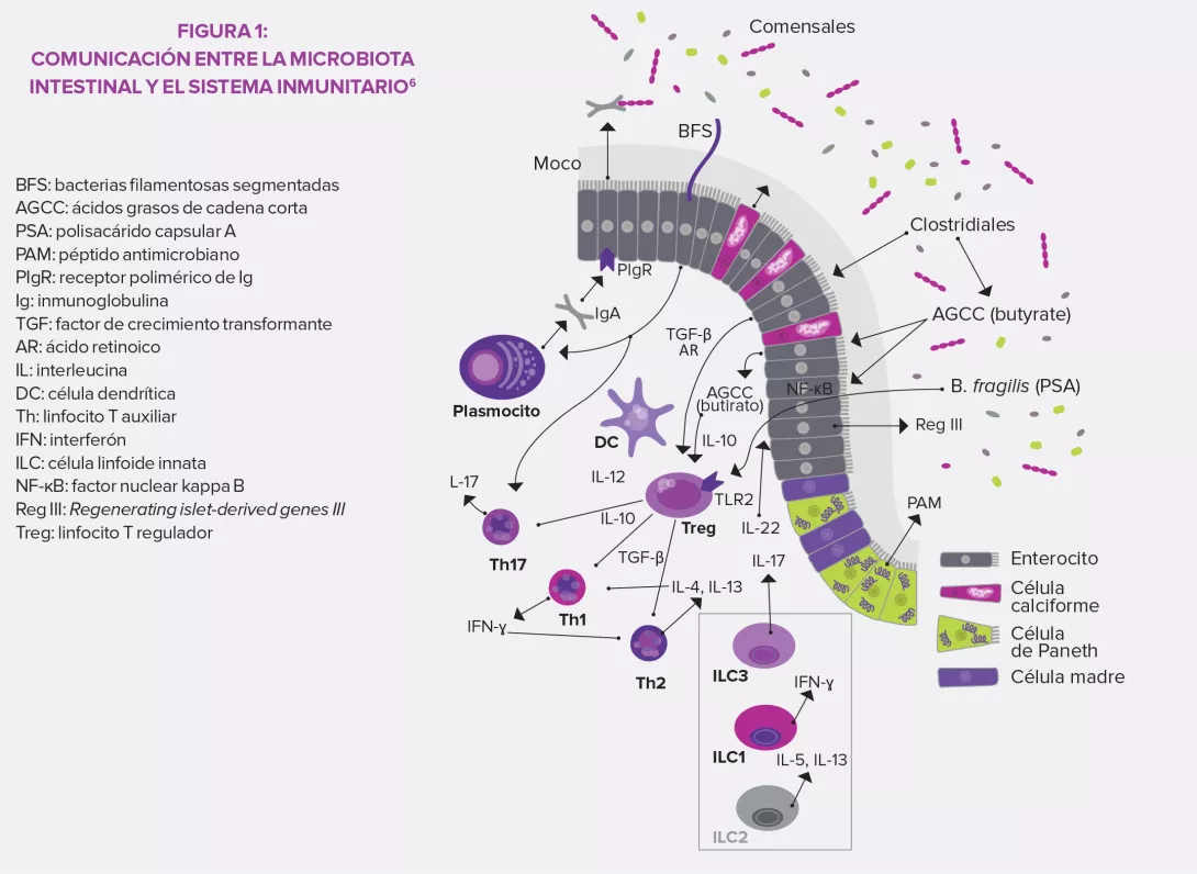 Defensa-immunitarias-infographie-article-2