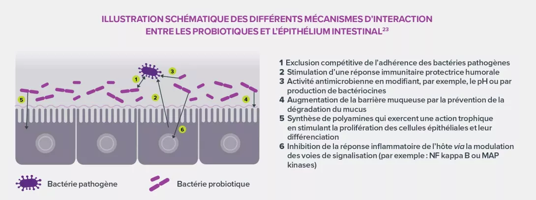 Dysbiose-intestinale-infographie-1